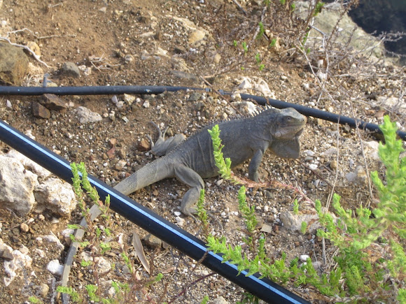 Spotting Image 1