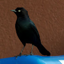 Brewer's Blackbird
