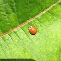 Spotless ladybug