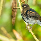 White-vented Shama