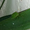 Stink bug