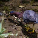 Green Heron