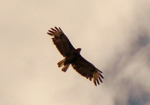 Spotting Image 1