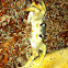 Ghost crab
