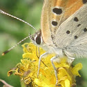 American Copper
