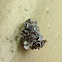 Lacewing Larva
