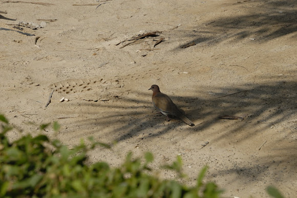 Spotting Image 1
