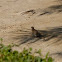 Laughing Dove