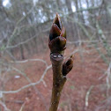Sweetgum