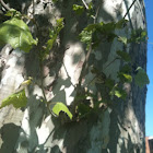 American sycamore