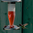 Black-Chinned Hummingbird