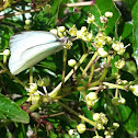 Great Southern White