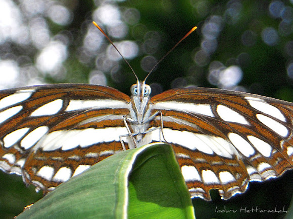 Spotting Image 1