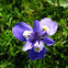 Iris latifolia