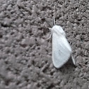 moth
