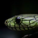 Western Green Mamba