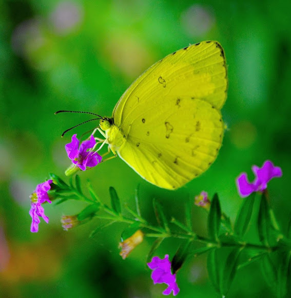 Common Grass Yellow Butterfly Project Noah