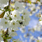European honey bee