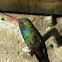 Broad-billed Hummingbird