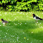 Eurasian Oystercatcher
