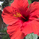 Hibiscus (Ibisco)