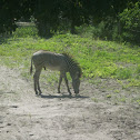 Grevy's Zebra