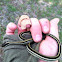 Texas Garter Snake