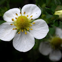 Woodland Strawberry, bloom