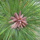 Longleaf Pine