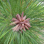 Longleaf Pine