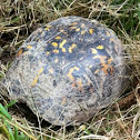 Eastern Box Turtle
