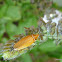 See-through Ellipsidion - Beautiful Cockroaches