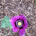 Opium Poppy