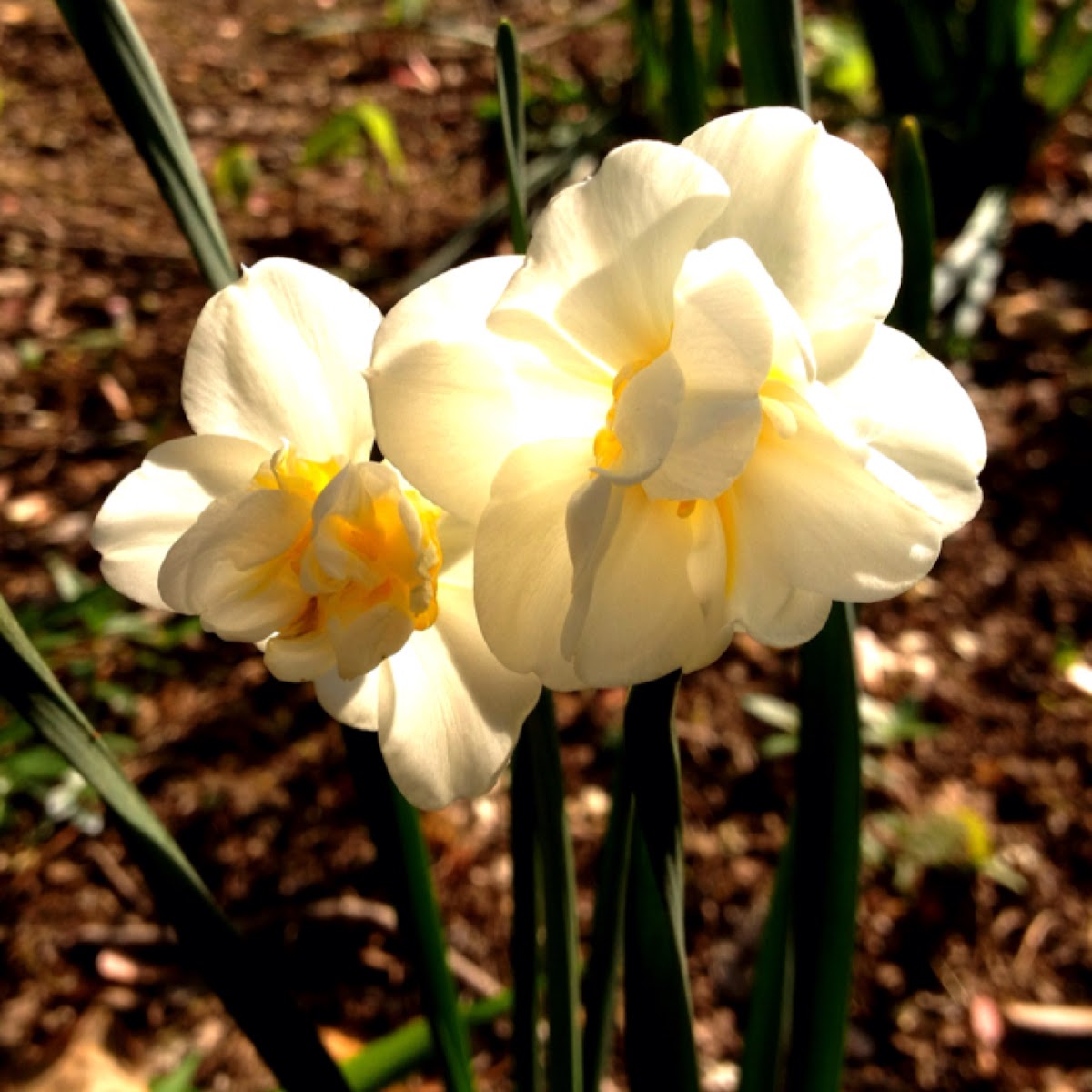 Narcissus
