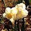 Narcissus