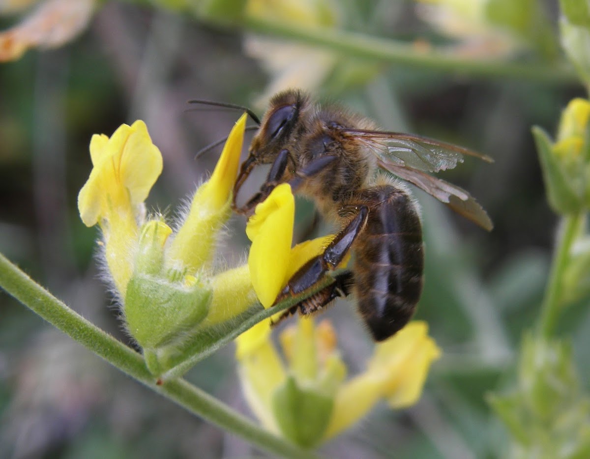 Abeja ibérica