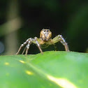 jumping spider