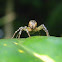 jumping spider