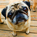 Playful Pugs Live Wallpaper mobile app icon