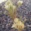 Ghost Flower