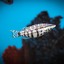 Harlequin Bass