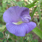 Shankupushpam/Butterfly pea