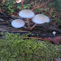Porseleinzwam (Collybia mucida)