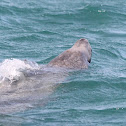 Antillean manatee