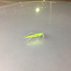 Grasshopper