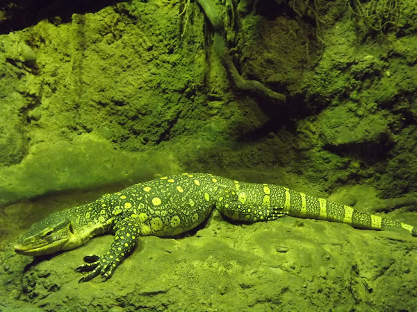 Ornate Nile Monitor | Project Noah