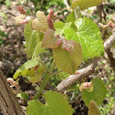 Spanish Grape