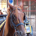 Horse (Cavallo)