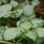 Praying Mantis Nymphs