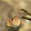 Monarch butterflies